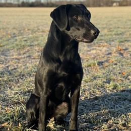 Ash - Labrador Retriever