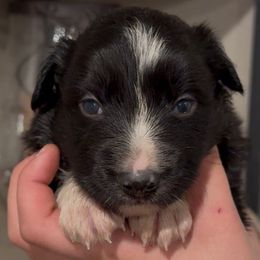 Sniper - Black and white male Border Collie puppy in North Lakeport, California from Wild Rose Ranch