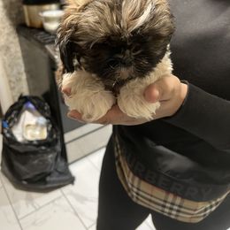 Shih Tzu Puppies from Patton's Shih Tzus