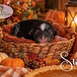 Story - Black tri-color male Aussiedoodle puppy in Roebuck, South Carolina from Dani's Dandy Doodles