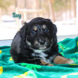 Soy - Black tri-color male Australian Shepherd puppy in Coldwater, Michigan from Northern Star Australian Shepherds
