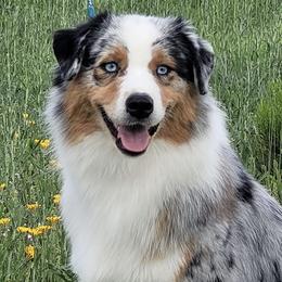 Bliss - Australian Shepherd