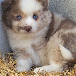 Slush - Merle male Pomsky puppy in Gladstone, Virginia from Rustic Charms Miniature Huskys