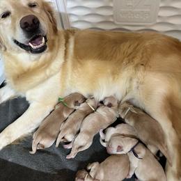Boy 3 - Golden male Golden Retriever puppy in Middleburg, Pennsylvania from South Hill Golden Retrievers