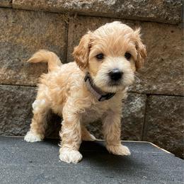 Han Soli Grey - Sable male Schnoodle puppy in Fredericksburg, Virginia from Growing Puppies