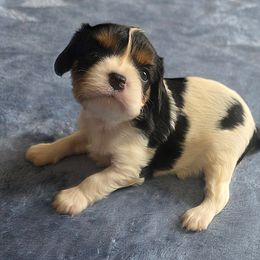 Milo - Tri-color male Cavalier King Charles Spaniel puppy in Pennsylvania from Julie's Cavalier King Charles Spaniels
