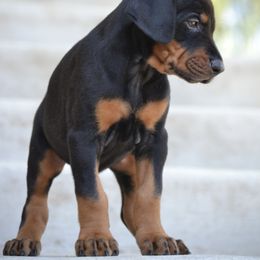 Doberman Pinscher Puppies from Obsidian Kennels