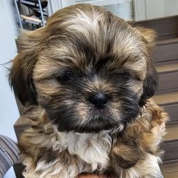 Shih Tzu puppies from Shih Tzu's of Antioch