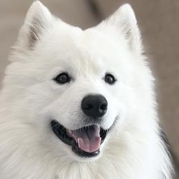 Yoshi - Samoyed