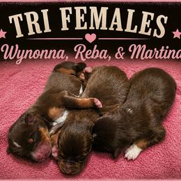 Martina- Red Tri - Red tri-color female Australian Shepherd puppy in Hugo, Colorado from Frying Pan Ranch Australian Shepherds
