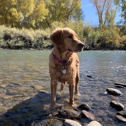 Goldendoodles and Golden Retrievers from Polk Pups