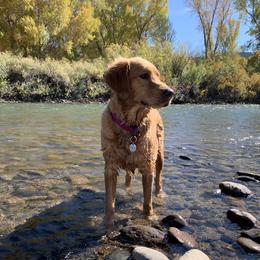 Goldendoodles and Golden Retrievers from Polk Pups