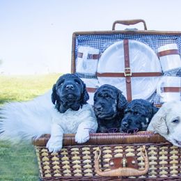 Poodle Puppies from Devin’s Purple Poodles