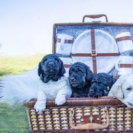 Poodle Puppies from Devin’s Purple Poodles