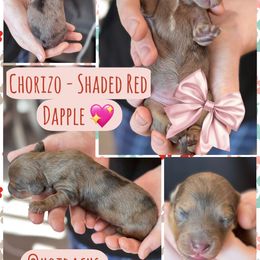 Chorizo - Shaded Red Dapple - 2700 - Dapple female Dachshund puppy in Little Elm, Texas from HotDachs