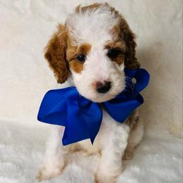 Blue Collar - Parti male Goldendoodle puppy in Miami, Florida from GoldStar Doodles USA