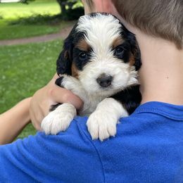 Martha - Tri-color female Bernedoodle puppy in Lancaster, Pennsylvania from Homestead Bernedoodles