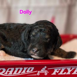Dolly - Tri-color female Bernedoodle puppy in Summerville, South Carolina from Channys Doodles
