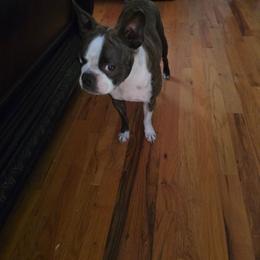 Pipper  ray - Black brindle and white female Boston Terrier puppy in Walhalla, South Carolina from Dixies  southern  bostons
