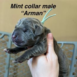 Arman - Gray male Cane Corso puppy in Altoona, Alabama from Snead’s Cane Corso Kennel