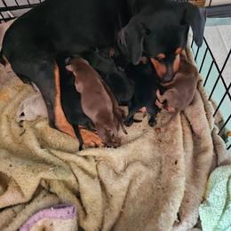 Miniature Pinscher puppies from Marquart Minpins