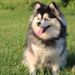 Nobel - Pomsky