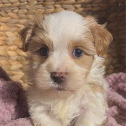 Bernie - White male Havanese puppy in Clermont, Florida from Country Sweet Havanese and Creative Coaching