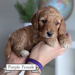 Goldendoodle Puppies from Rebecca Goldendoodles