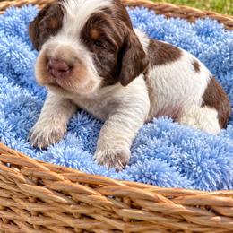 Boy 3 - Tri-Roan male English Springer Spaniel puppy in Fairfield, California from Goldridge Springers