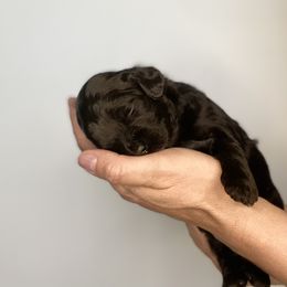 Havapoo Puppies from Legacy Farmstead
