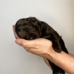 Havapoo Puppies from Legacy Farmstead