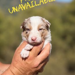 Freya - Red merle female Border Collie puppy in Sanger, California from Flying M Cactus Ranch Buddies