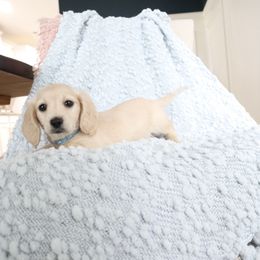 Blue - Cream male Dachshund puppy in Locust Grove, Georgia from Dawg On Cute Doxies