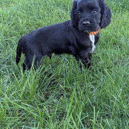 NOT A PET Working home only - Black male English Cocker Spaniel puppy in Phillips, Nebraska from Fenloch Gundogs