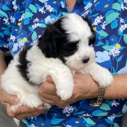 Havanese and Labrador Retriever Puppies from Hudson Valley Labradors and Havanese of Claverack