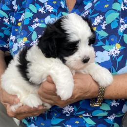 Havanese and Labrador Retriever Puppies from Hudson Valley Labradors and Havanese of Claverack