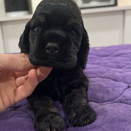 Cocker Spaniel and English Springer Spaniel Puppies from Sei