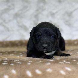 Fridge - Black tri-color male Australian Shepherd puppy in Argyle, Iowa from Country Time Kennels