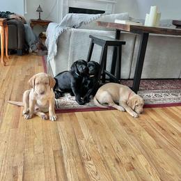 Labrador Retriever Puppies from Branley's Riverside Labradors