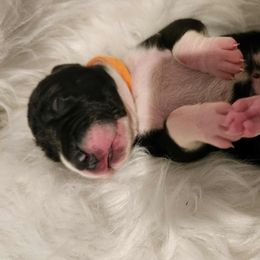 Atlas -purple collar - Mantle male Great Dane puppy in Albany, Oregon from Red Cloud Australian Shepherds and DeGray Great Danes & Bulldogs