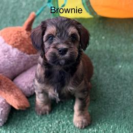 Brownie - Tri-color male Australian Labradoodle puppy in Londonderry, New Hampshire from Granite State Labradoodles