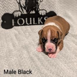 Black Collar - Fawn male Boxer puppy in Mount Zion, Illinois from Foulk's Boxer Puppies