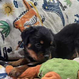 Orange male - Black and mahogany male Rottweiler puppy in Salem, Oregon from C&C Royal Rottweilers