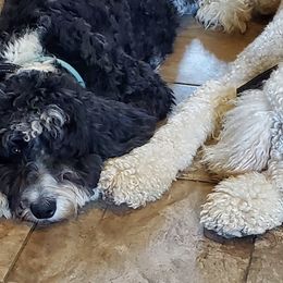 Bernedoodles from Cutesy Poodles and Doodles