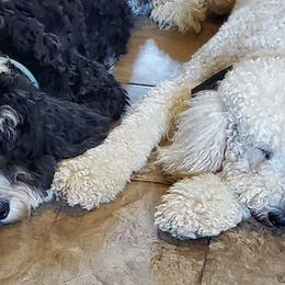 Bernedoodles from Cutesy Poodles and Doodles