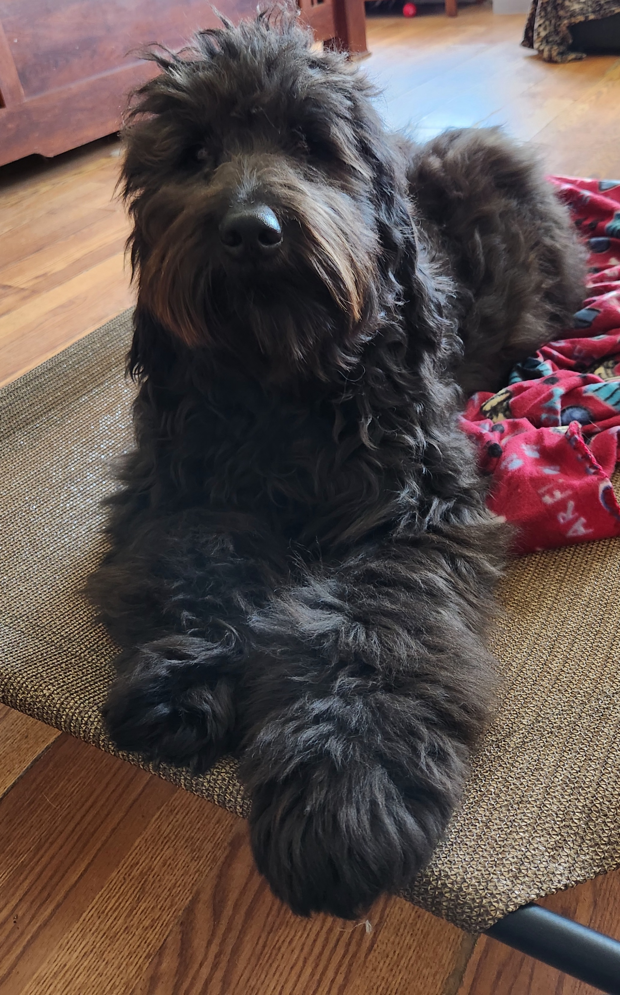 Stella - Goldendoodle