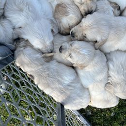 Golden Retriever Puppies from Stud Service