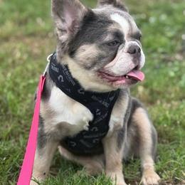 Ribbon aka Sugar - French Bulldog