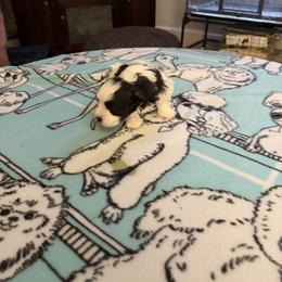 Toby - Black and white male Havanese puppy in Hudson, New York from Havanese of Claverack and Hudson Valley Labradors