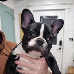 Bindi - French Bulldog